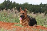 BERGER ALLEMAND 392